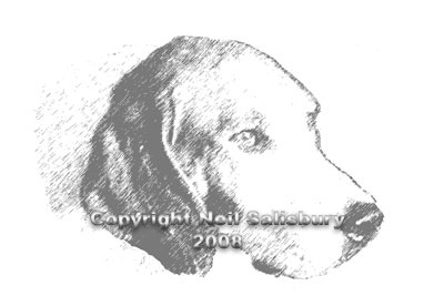 Hound sketch by Betty Fold Gallery